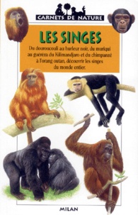 Guilhem Lesaffre - Les singes.