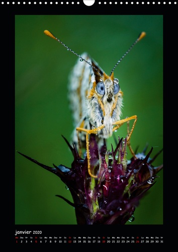 CALVENDO Nature  Portraits dans l'herbe (Calendrier mural 2020 DIN A3 vertical). Portrait d'insectes des Pyrénées dans leur environnement (Calendrier mensuel, 14 Pages )