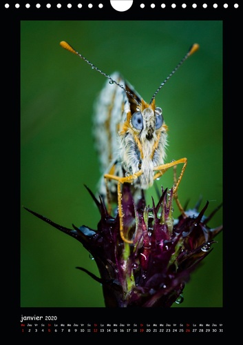 CALVENDO Nature  Portraits dans l'herbe (Calendrier mural 2020 DIN A4 vertical). Portrait d'insectes des Pyrénées dans leur environnement (Calendrier mensuel, 14 Pages )