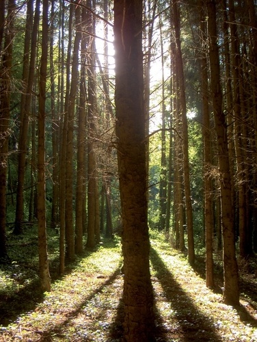 Brocéliande de A à Z