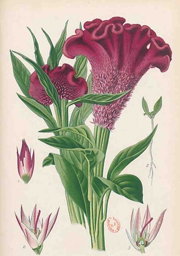 Désiré Bois - Carnet Blanc Celosia Cristata, dessin 19e siècle.