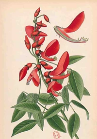 Carnet Blanc Erythrine, dessin 19e siècle