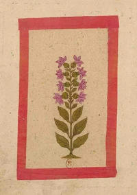 Carnet Blanc Fleur 2, miniature Indienne 18e siècle