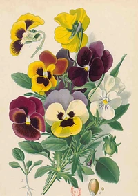 Carnet Blanc Pensées, dessin 19e siècle