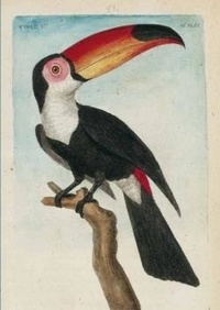 François-Nicolas Martinet - Carnet ligné Toucan, dessin 18e siècle.