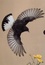 Handbook of Western Palearctic Birds. 2 volumes : Passerines: Larks to Warblers ; Volume 2, Passerines: Flycatchers to Buntings
