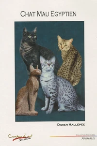 Le chat mau égyptien
