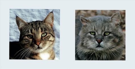 Portraits de chats