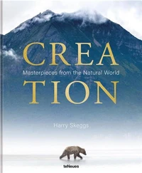 Harry Skeggs