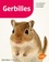 Gerbilles - Occasion