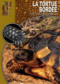 La tortue bordée