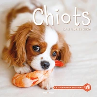 Calendrier Chiots