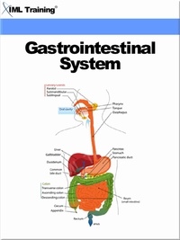  IML Training - Gastrointestinal System (Human Body) - Human Body.