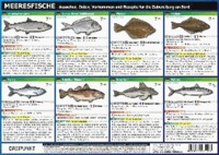 Info-Tafel-Set Meeresfische - Aussehen, Daten, Vorkommen und Rezepte für die Zubereitung an Bord..