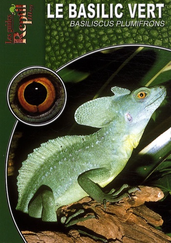 Ingo Kober - Le basilic vert - Basiliscus plumifrons.