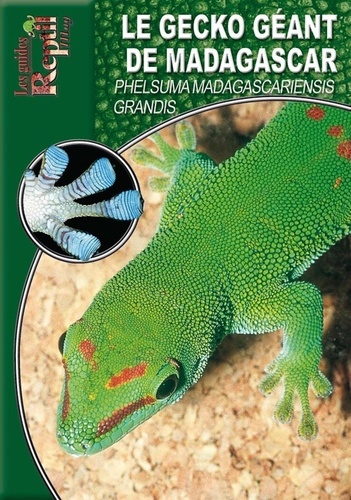 Le gecko géant de Madagascar. Phelsuma Madagascariensis Grandis