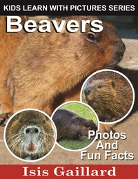 Beavers Photos and Fun Facts for Kids