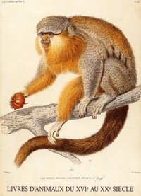 Livres D'Animaux Du Xvie Au Xxe Siecle. Dans Les Collections De La Bibliotheque Universitaire Moretus Plantin