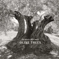 Olive Trees