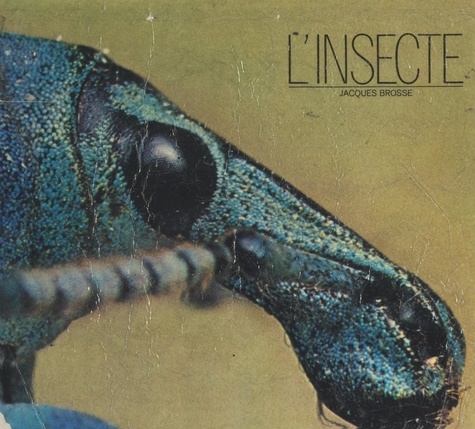 L'insecte