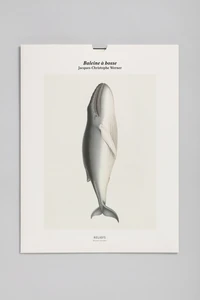 Baleine à bosse