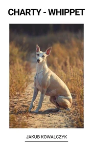 Whippet