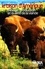 Le bison d'Amérique : élevage, productioon et qualité de viande