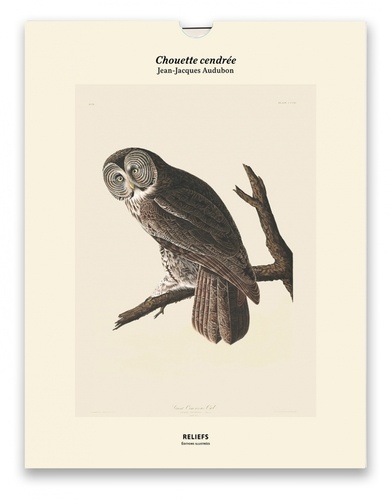 Chouette cendrée, Les oiseaux d'Amérique (1827-1838). Une illustration imprimée sur un papier de création avec un livret autour de l'oeuvre