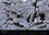 CALVENDO Nature  Forêt de Rambouillet – l'empire des Glaces (Calendrier mural 2020 DIN A4 horizontal). La forêt de Rambouillet en hiver (Calendrier mensuel, 14 Pages )