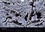 CALVENDO Nature  Forêt de Rambouillet – l'empire des Glaces (Calendrier mural 2021 DIN A4 horizontal). La forêt de Rambouillet en hiver (Calendrier mensuel, 14 Pages )