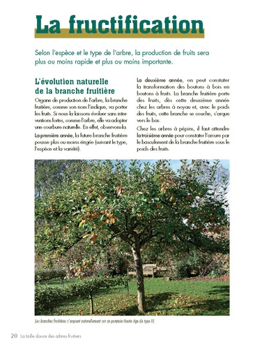 La taille douce des arbres fruitiers en permaculture