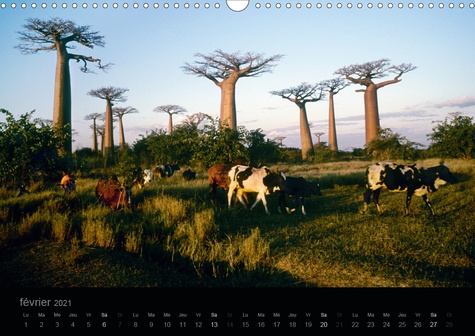 CALVENDO Places  Madagascar rêvée (Calendrier mural 2021 DIN A3 horizontal). Carnet de voyage en photographies, "Madagascar rêvée" nous embarque dans une traversée de l'île rouge. (Calendrier mensuel, 14 Pages )