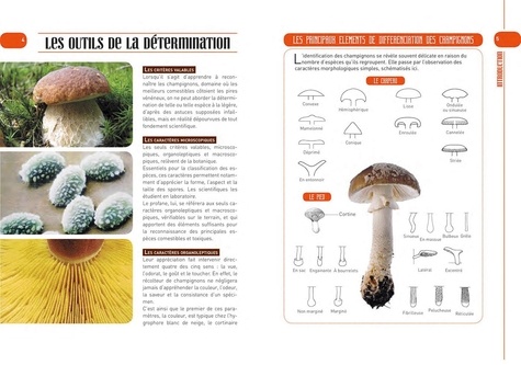 Les 100 meilleurs champignons comestibles