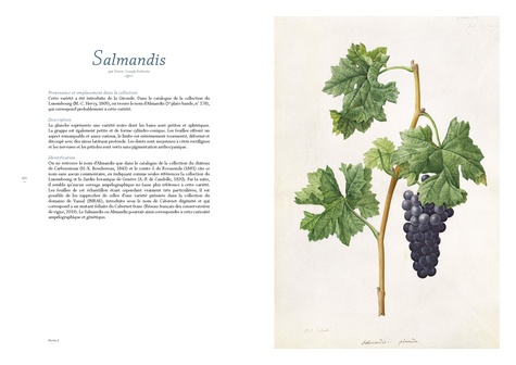 Les raisins de Pierre-Joseph Redouté. Des aqurelles pour l'avenir de la vigne