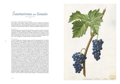 Les raisins de Pierre-Joseph Redouté. Des aqurelles pour l'avenir de la vigne