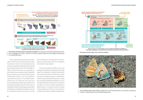 Guide pratique des papillons de France