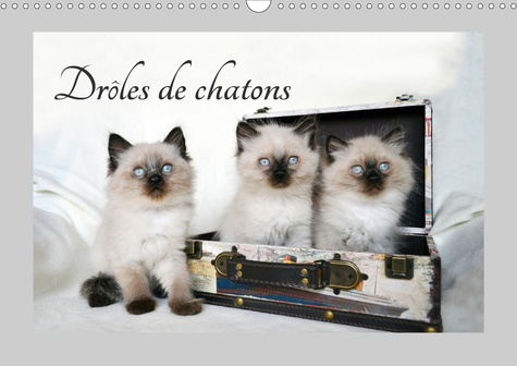 CALVENDO Animaux  Drôles de chatons (Calendrier mural 2020 DIN A3 horizontal). Ils vous donneront le sourire (Calendrier mensuel, 14 Pages )