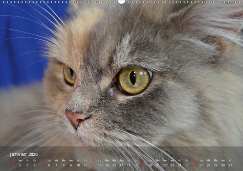 CALVENDO Animaux  Mine de chat(Premium, hochwertiger DIN A2 Wandkalender 2020, Kunstdruck in Hochglanz). Photos fascinantes des tigres de salon prises de très près. (Calendrier mensuel, 14 Pages )