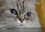 CALVENDO Animaux  Mine de chat(Premium, hochwertiger DIN A2 Wandkalender 2020, Kunstdruck in Hochglanz). Photos fascinantes des tigres de salon prises de très près. (Calendrier mensuel, 14 Pages )