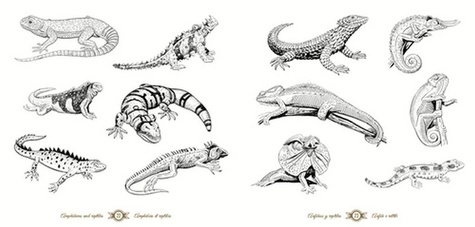 Animals. Handmade illustration. 850 illustrations vintage