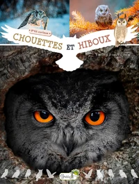 Chouettes et hiboux