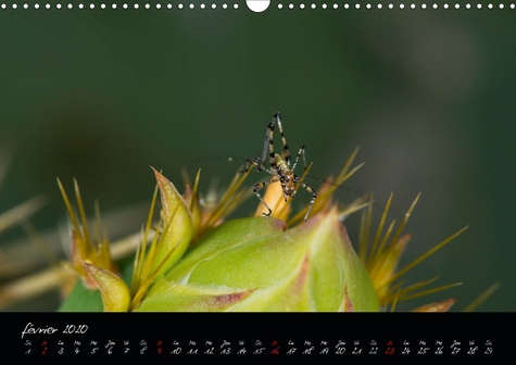CALVENDO Animaux  Les insectes audois (Calendrier mural 2020 DIN A3 horizontal). Photographies d'insectes du département de l'Aude (Calendrier mensuel, 14 Pages )