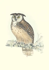 Carnet Oiseaux de l’Himalaya