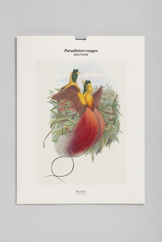 John Gould - Paradisiers rouges - Une illustration imprimée sur un papier de création avec 1 livet autour de l'oeuvre.