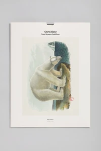 Ours blanc