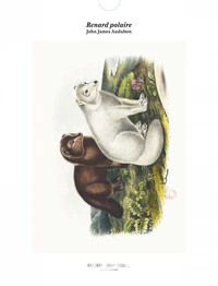 Renard polaire, The Viviparous Quadrupeds of North America (1854-1856)