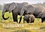 CALVENDO Animaux  Éléphants en Afrique (Calendrier mural 2020 DIN A3 horizontal). Les éléphants d'Afrique sont imposants et puissants à la fois, mais parfois aussi affectueux et attentionnés. (Calendrier mensuel, 14 Pages )