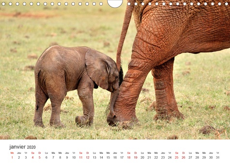 CALVENDO Animaux  Éléphants en Afrique (Calendrier mural 2020 DIN A4 horizontal). Les éléphants d'Afrique sont imposants et puissants à la fois, mais parfois aussi affectueux et attentionnés. (Calendrier mensuel, 14 Pages )