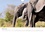 CALVENDO Animaux  Éléphants en Afrique (Calendrier mural 2020 DIN A4 horizontal). Les éléphants d'Afrique sont imposants et puissants à la fois, mais parfois aussi affectueux et attentionnés. (Calendrier mensuel, 14 Pages )