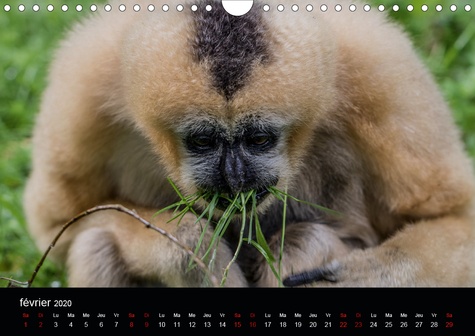 CALVENDO Animaux  Les Primates (Calendrier mural 2020 DIN A4 horizontal). Retrouvez les portraits des principaux représentant des primates. (Calendrier mensuel, 14 Pages )